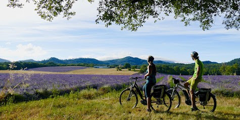 En roue libre, Loueur de Vélos à Valensole