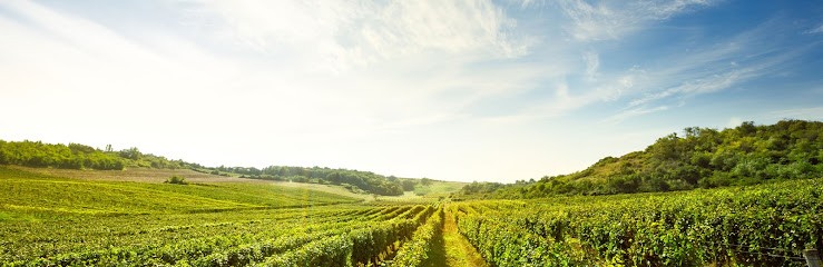Location Vélo électrique Beaujolais Azergues, Loueur de Vélos à Ternand